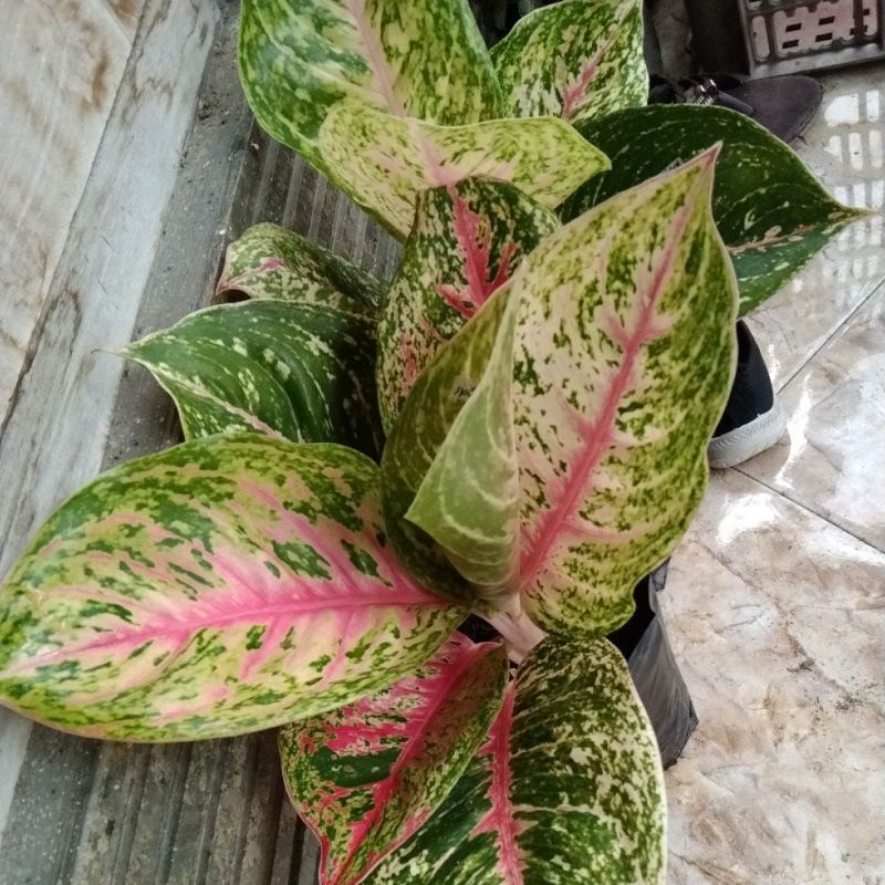 aglonema big papa(mutasi)