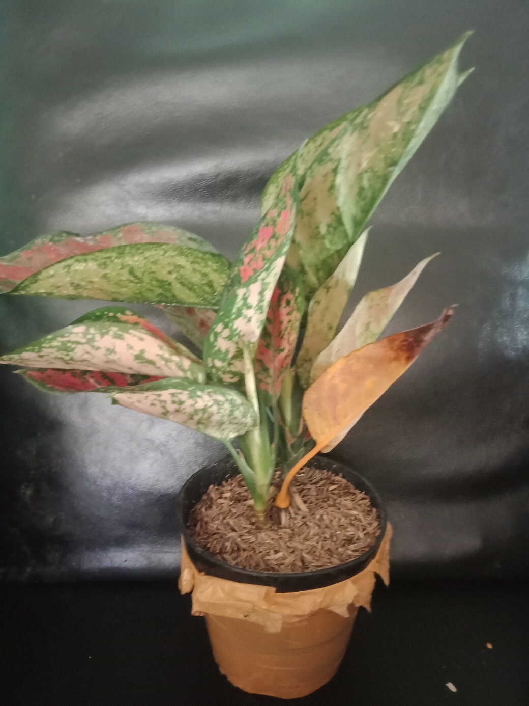 Tanaman Hias/bunga Hias Aglonema Heng Heng Indukan