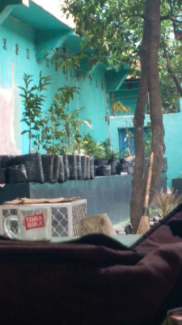 Bibit Tanaman Buah Kesemek Super