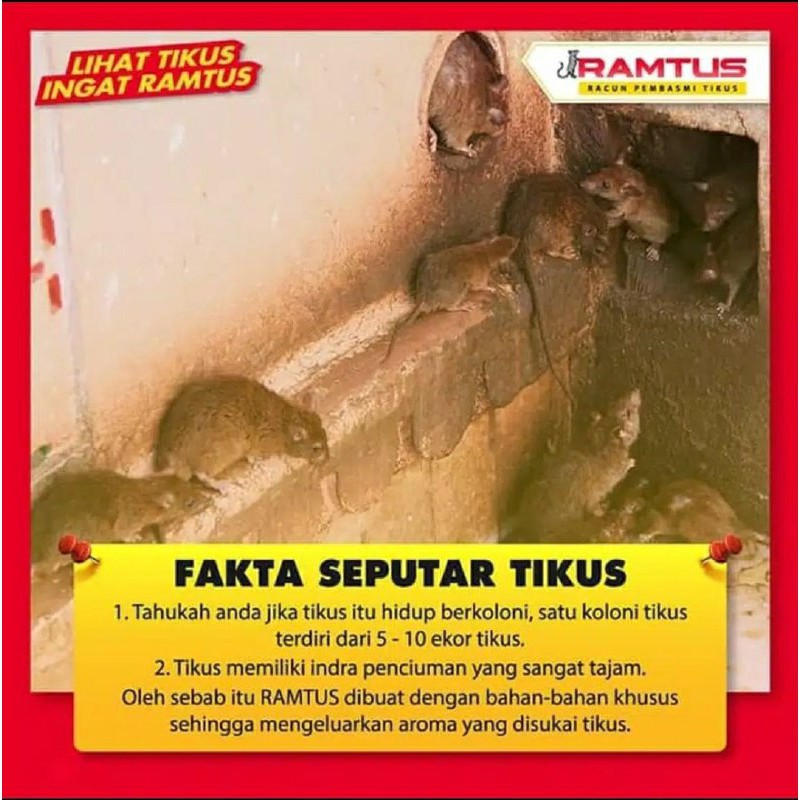 RAMTUS RACUN PEMBASMI TIKUS PALING AMPUH PENGUSIR TIKUS MATI KERING TIKUS HILANG DARI SARANGNYA