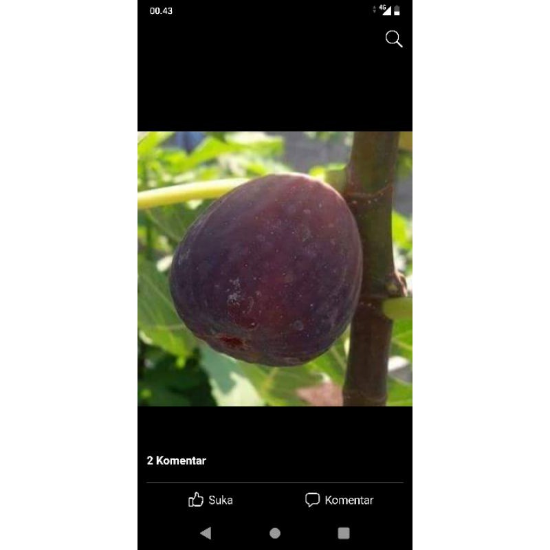 bibit Tanaman buah tin /Ara cangkok FC joly Tiger non varigata