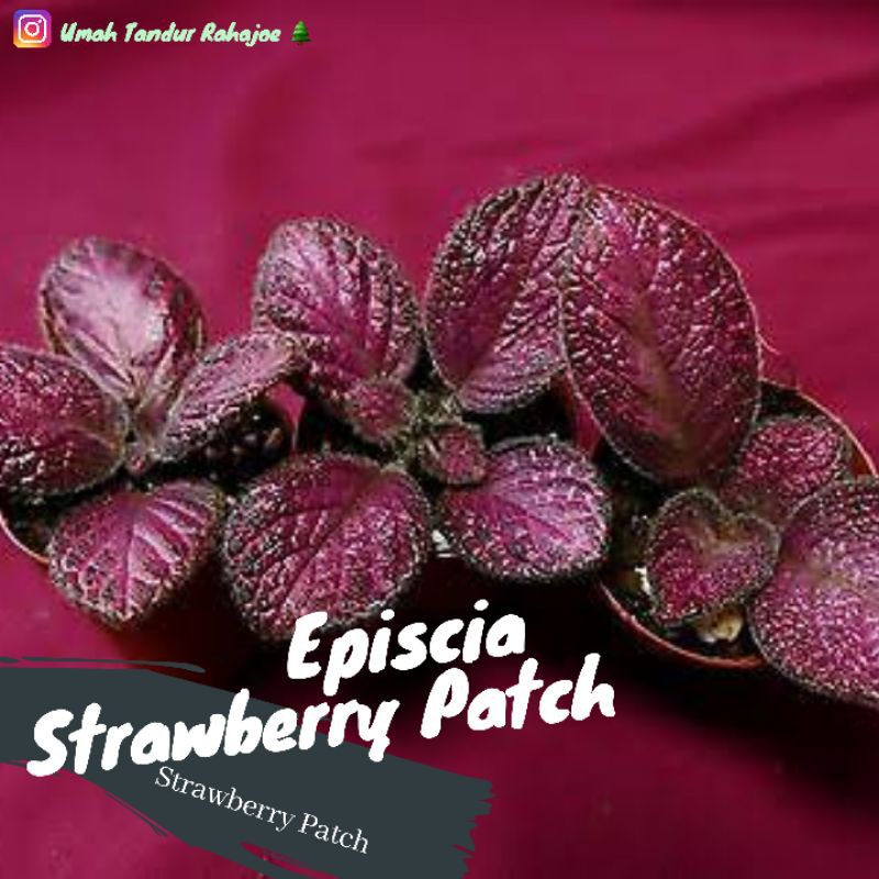 Episcia Strawberry Patch Premium Episcia Merah