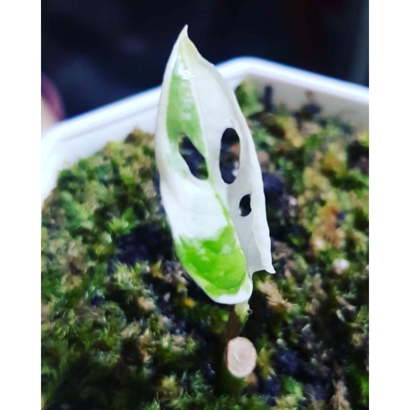 janda bolong varigata bibit mostera obikua /janda bolong varigata