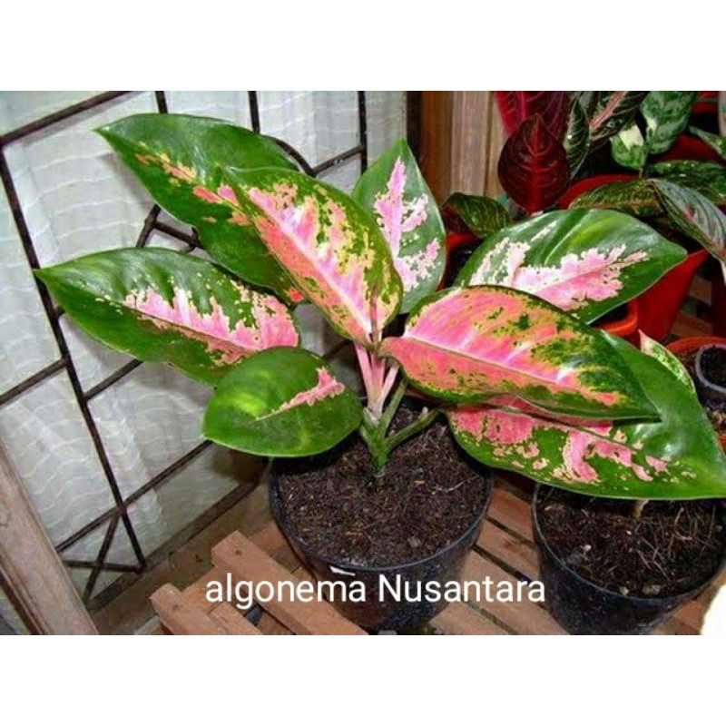 aglonema kochin agloenema grosir