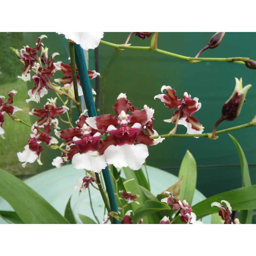 Oncidium Heaven Scent Redolence