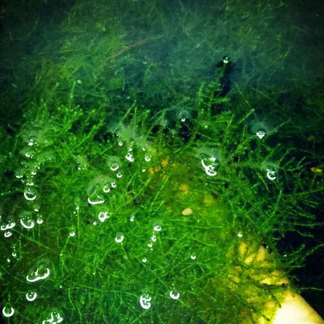 Java moss aquascape akuarium