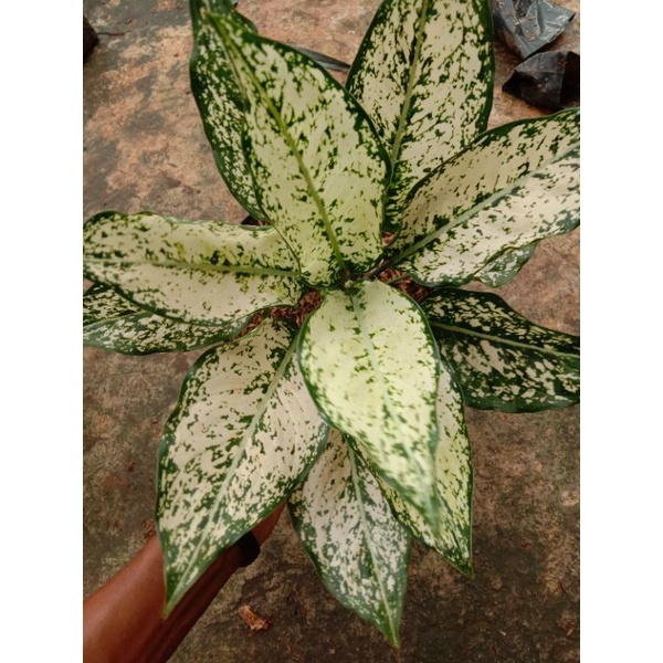 aglonema siam paragon dewasa rimbun murah