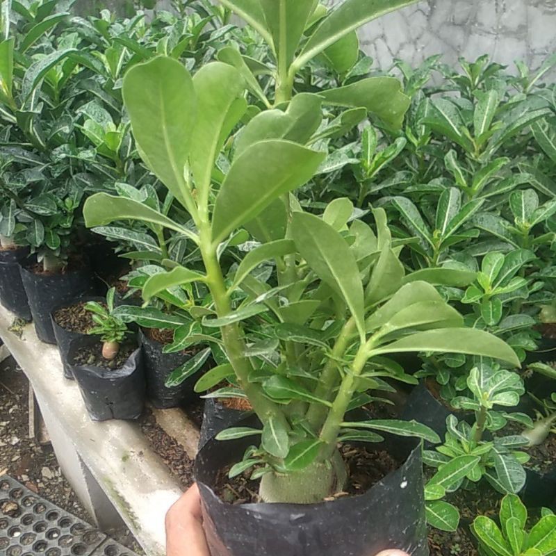 adenium cabang seribu