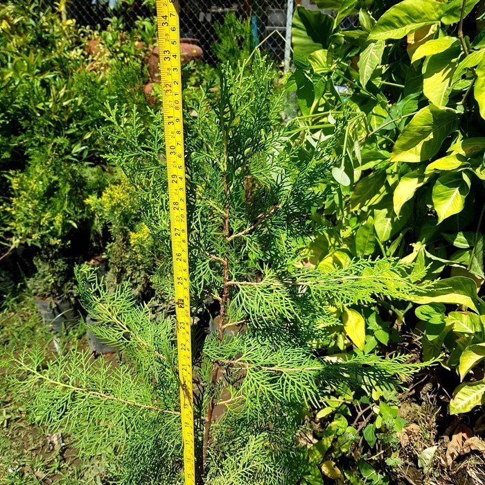 Bibit Tanaman cemara kipas | Jual cemara di makassar