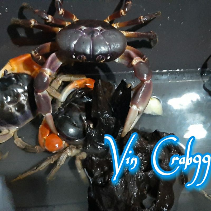 Kepiting Hias (Gecarcoidea Lalandii) Jumbo