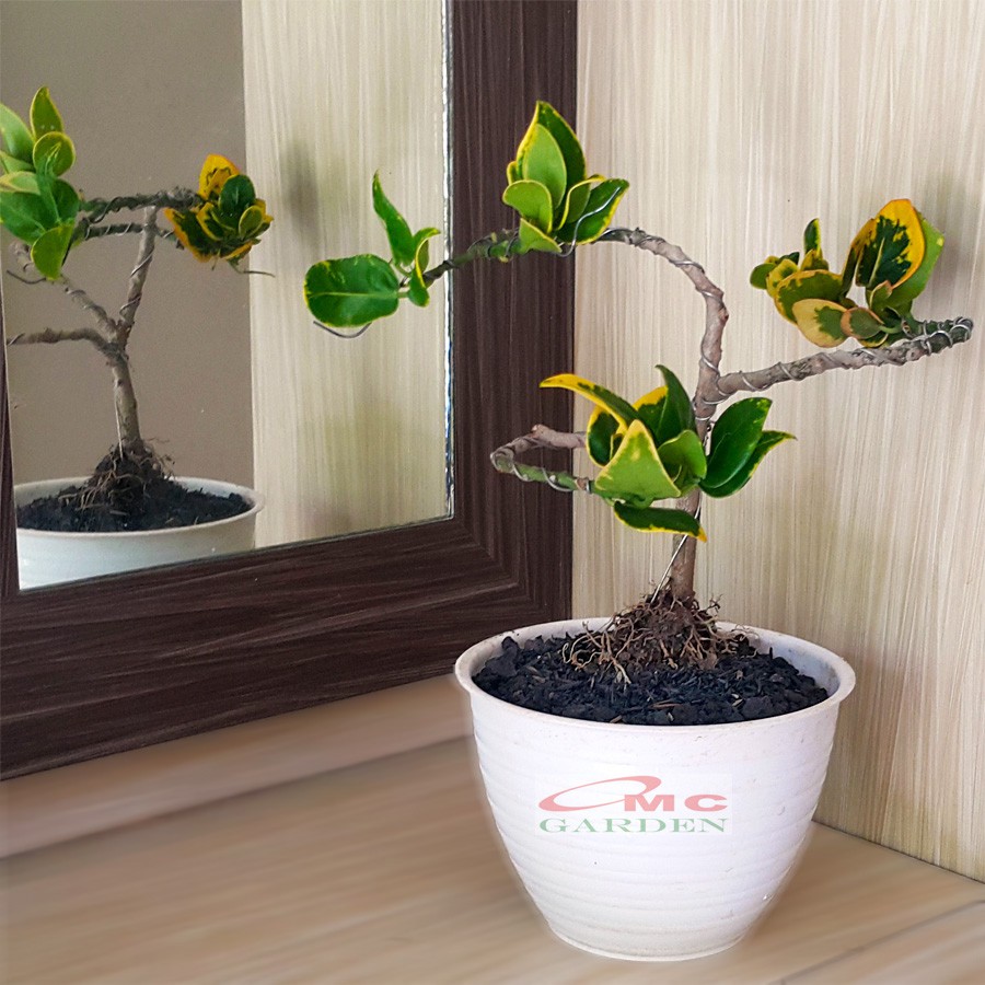 Tanaman Hias Pohon Bonsai Mame Puring Croton Emping Jengkol Coin Mawar B-PR-EMPING-003