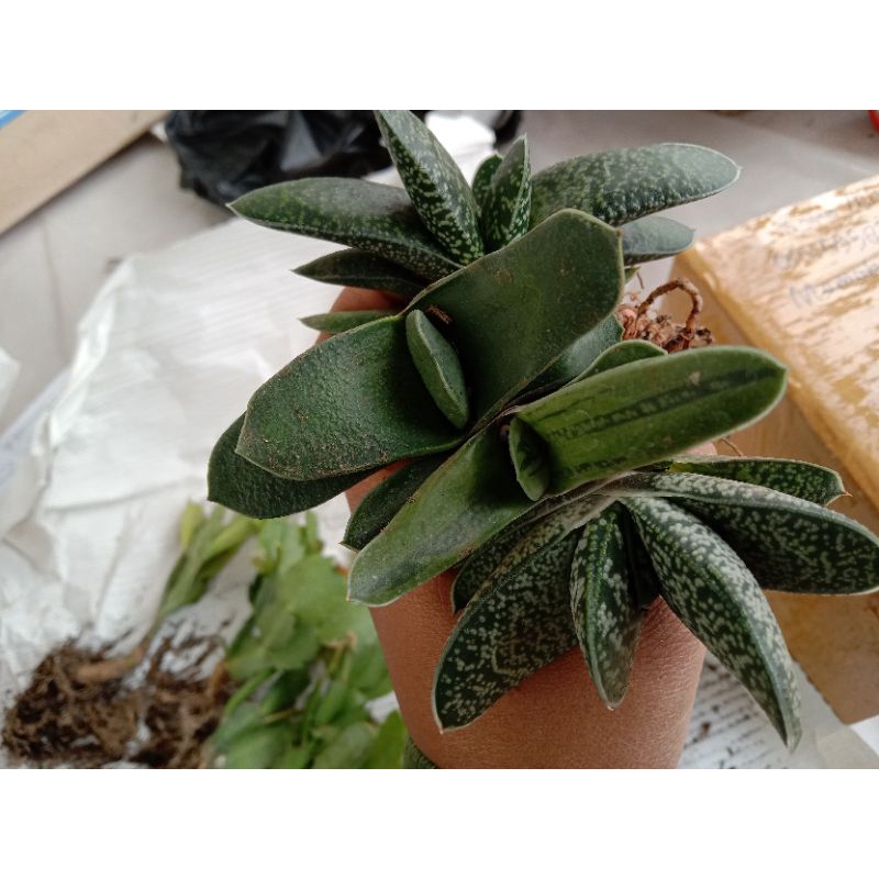 paketan gasteria murah free pot