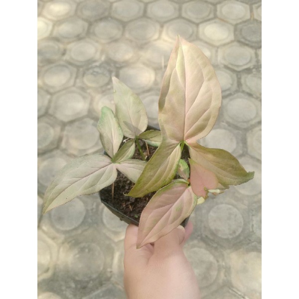 syngonium pink scott