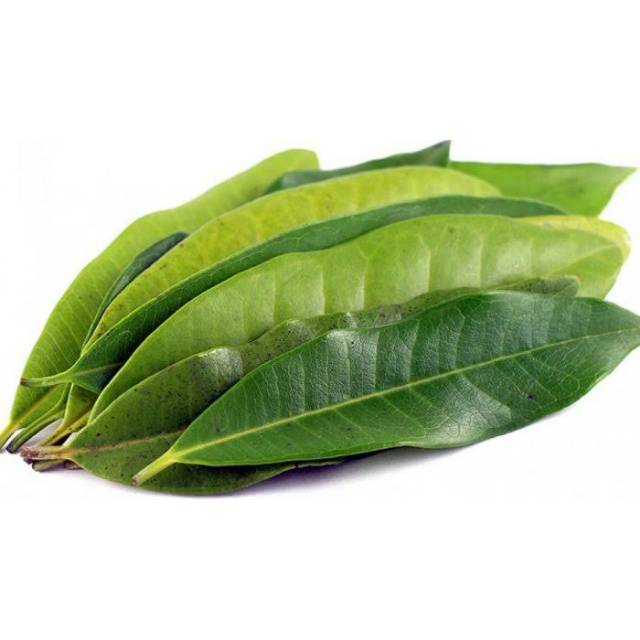 

[P][S][M] DAUN SALAM FRESH / BAY LEAF per ikat