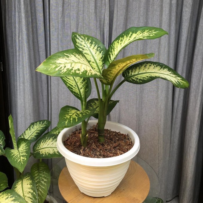 TANAMAN HIAS BLANCENG ZEBRA