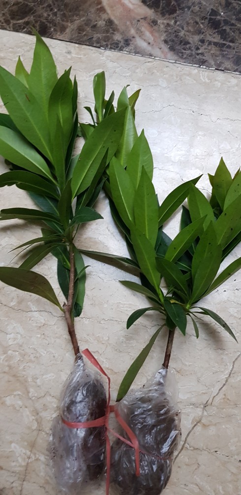 Xhantos Kuning 35-40cm