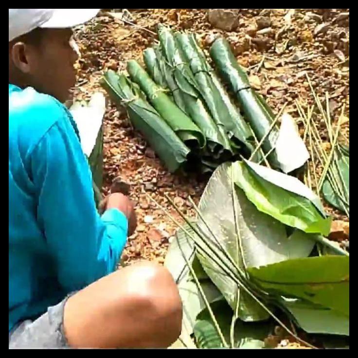 

Pembungkus Makanan Alami Daun Patat Segar 1Kg