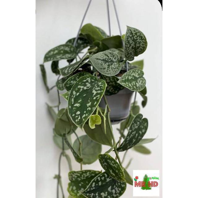 Tanaman hias scindapsus pictus