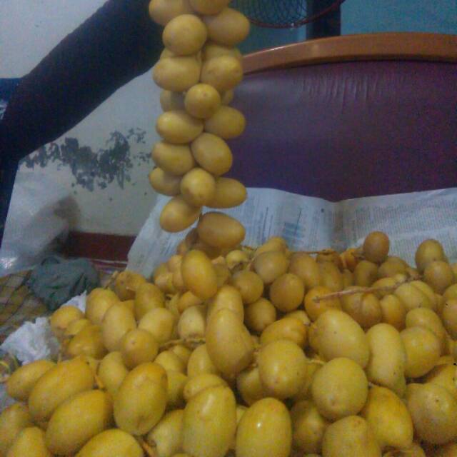 Kurma muda kuning barhee manis 500gram