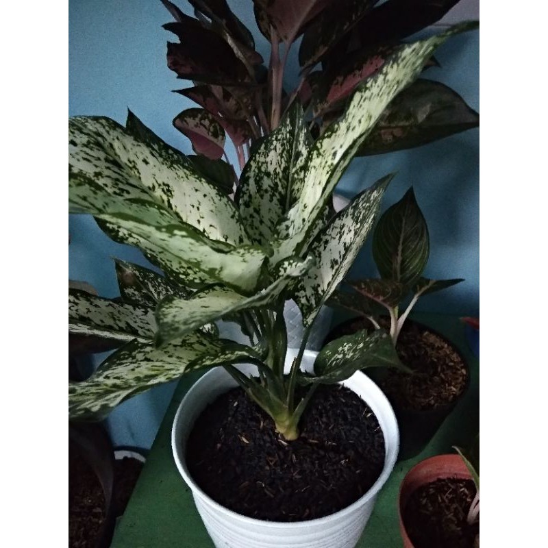 aglonema snow white rumpun