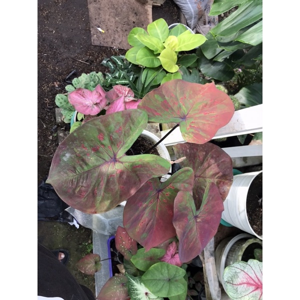 caladium thai series