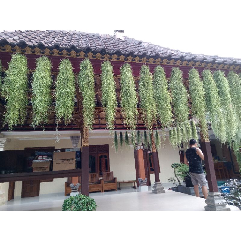 Jenggot musa, jenggot dewa, Jenggot nabi, tillandsia