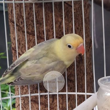 Burung Lovebird Adeeva Point paud | Pb Dompied | Pb Pied | Lakbet warna Limited