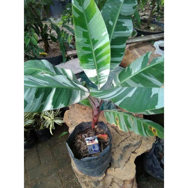 Terbaik Bibit Tanaman Buah Pisang Varigata 60Cm Sp2