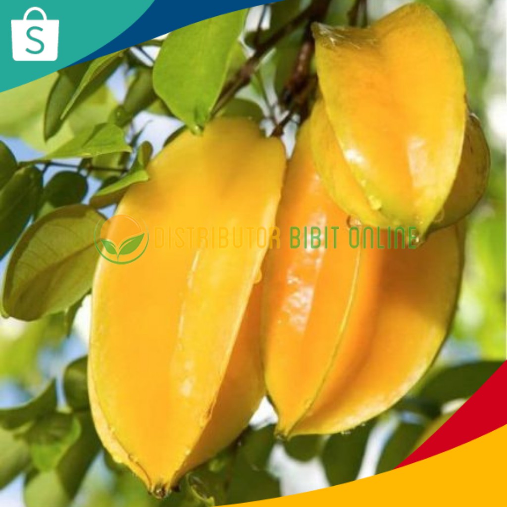 Bibit Buah Belimbing Dewi bibit okulasi majalengka