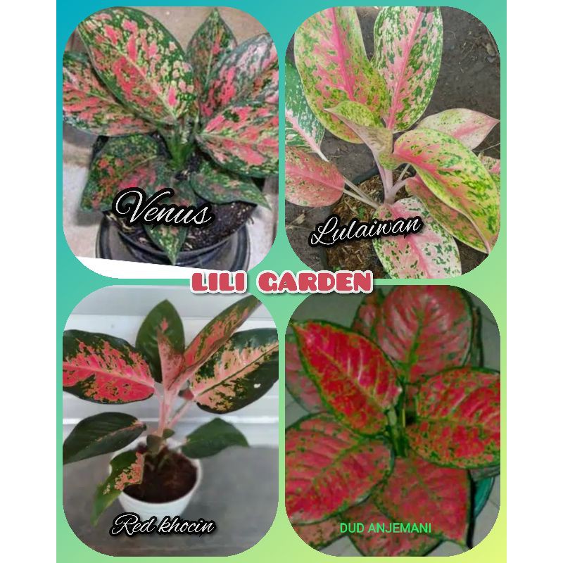 Bunga Aglonema paket 4 jenis Aglonema dewasa terlaris dan termurah