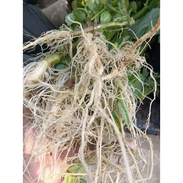 

Daun ciplukan akar sama daun utuh segar