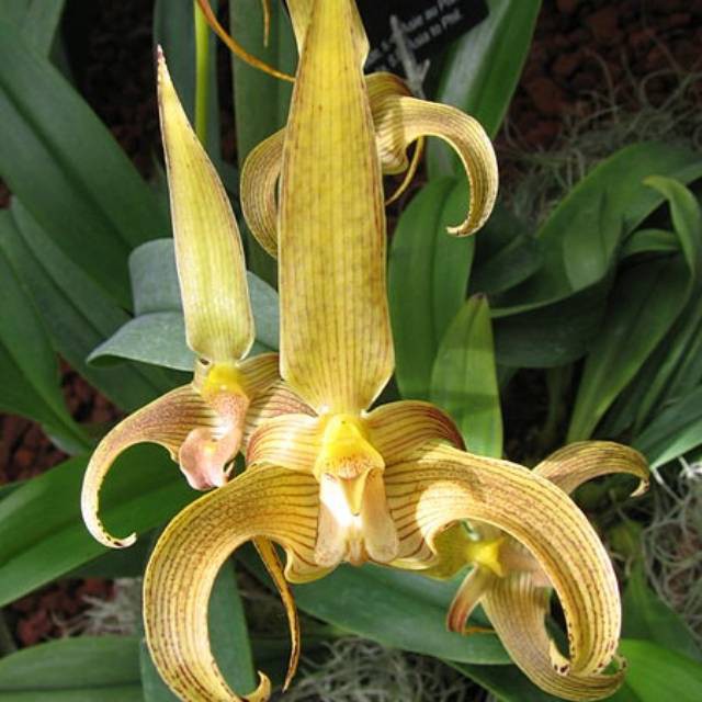 anggrek bulbophyllum lobii  bulbo
