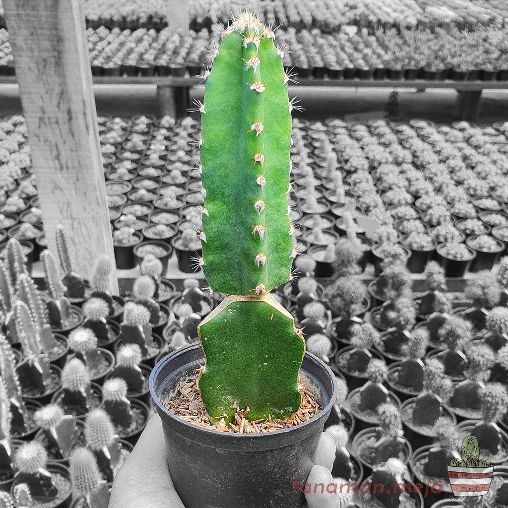 Tanaman Hias Hidup - Kaktus dan Sukulen (Cereus Tetragonus Grafting)