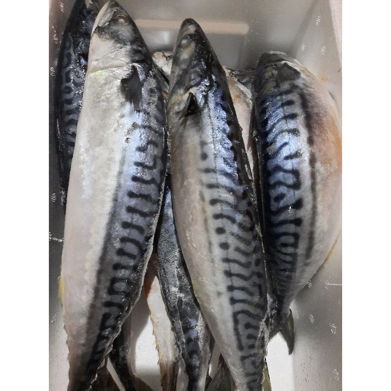 

IkanMakarel atau ikan saba norwegia