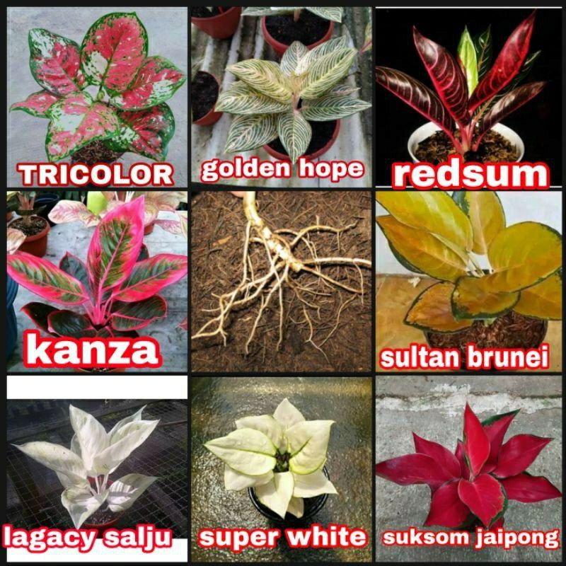 paket bibit 10 aglonema anakan 3collor,golden hope,redsum,kanza,sb,legacy,sw,ssj tanaman hias