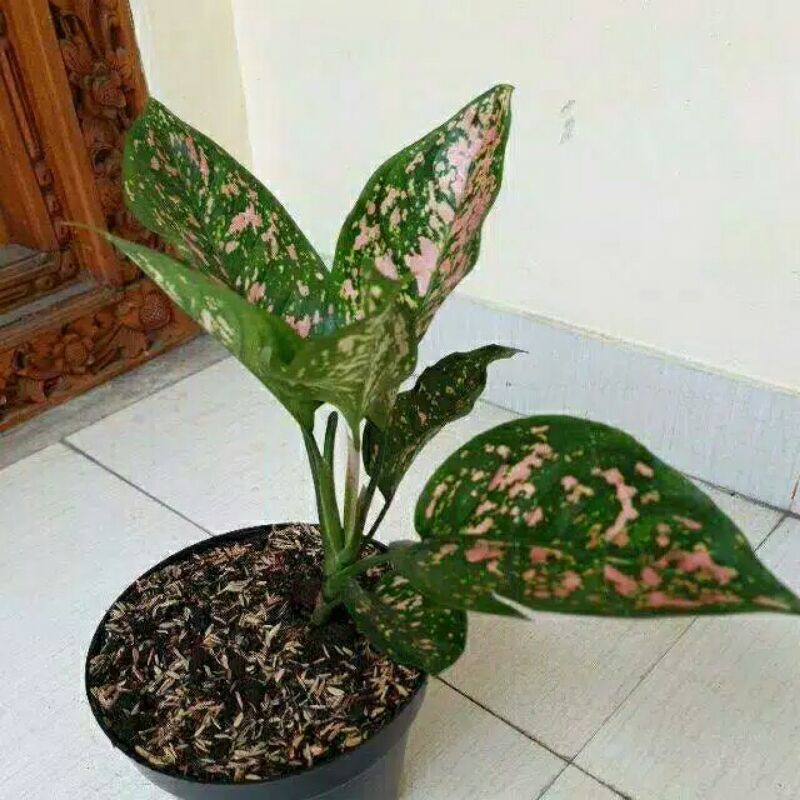 tanaman hias aglonema ruby pink-aglonema rubi pink-aglaonema ruby pink-aglo rubi pink-ruby pink