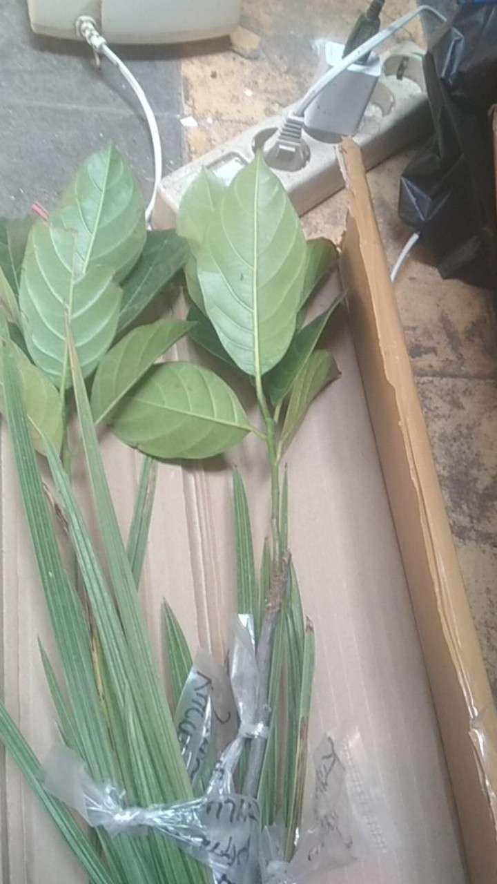 Bibit Nangka Madu Unggul