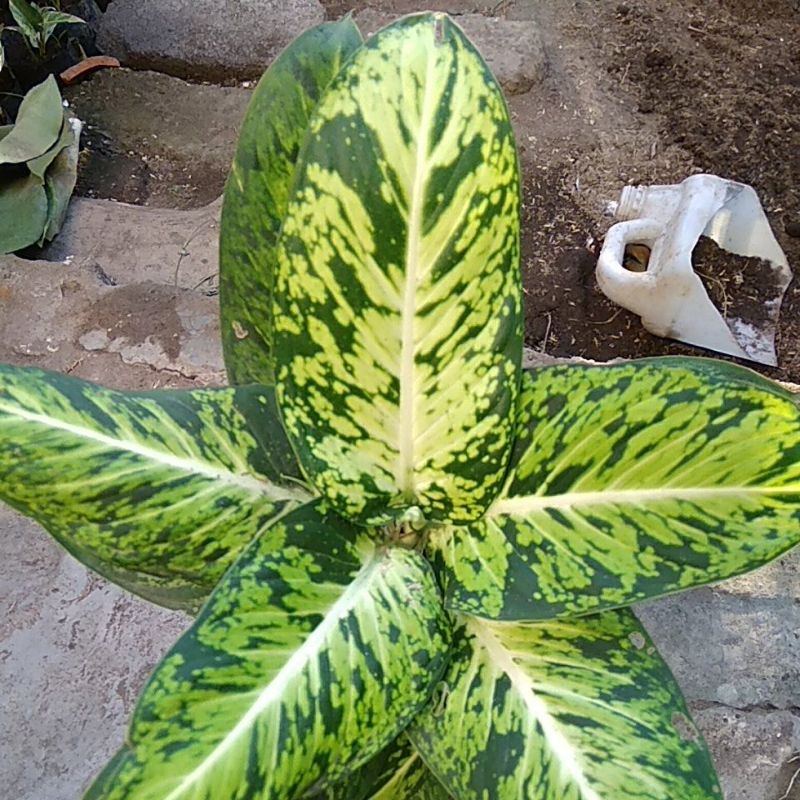 diven brisillia/diven putri gendong/diven candi