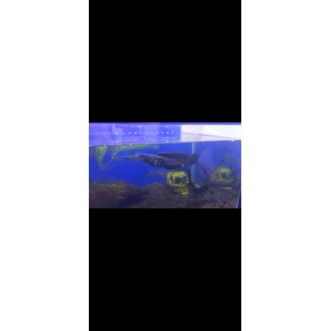 channa orna YL size 15cm