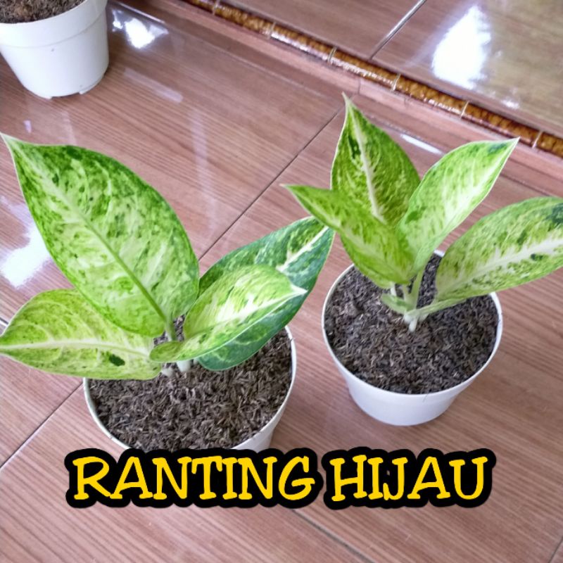 bunga aglonema big Roy putih / white big Roy/ big Roy white /bigroy putih/ bigroy white/white bigroy