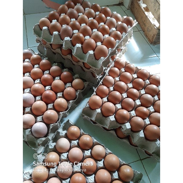 

telur ayam negri / ras per kg