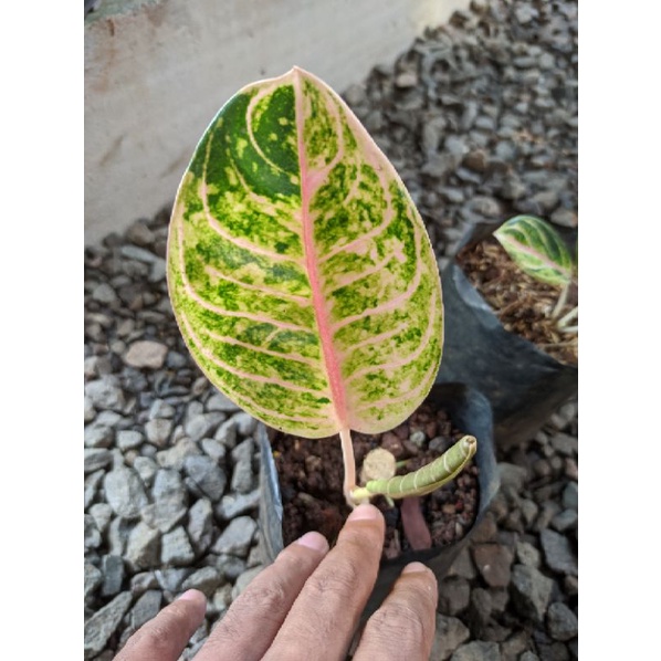 aglonema goliath anakan