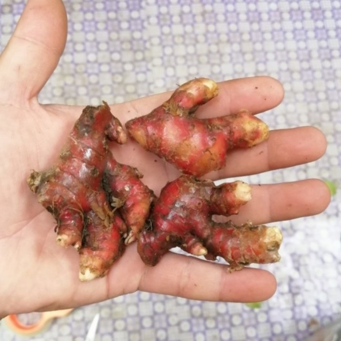 

tradisional-minuman- jahe merah murah ukuran kecil -minuman-tradisional.