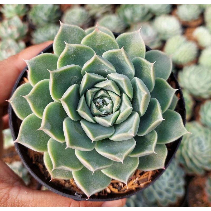sukulen echeveria jenis import korea