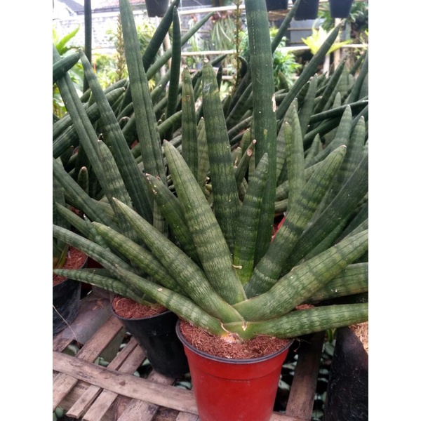 sansevieria stuckyi