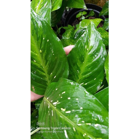 Aglonema jadul dan langka diven langka aglo army aglonema tricolour kerabat Diven army bercak putih 