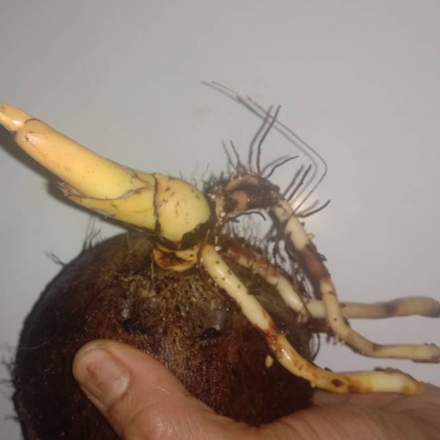 Bahan bonsai  kelapa gading orange murah