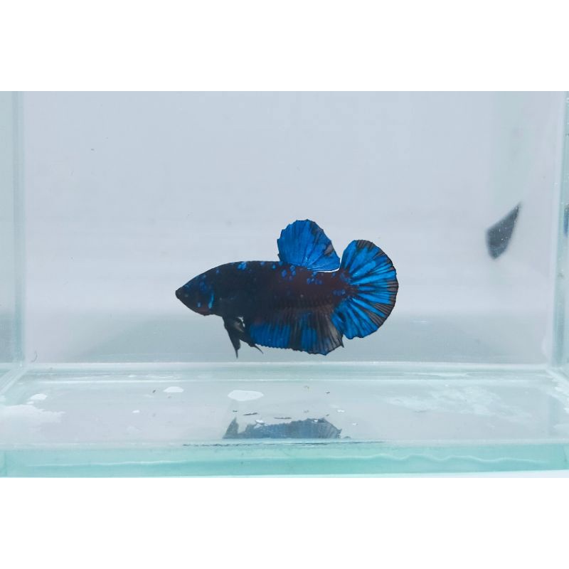 Cupang Avatar Gordon Real Pict