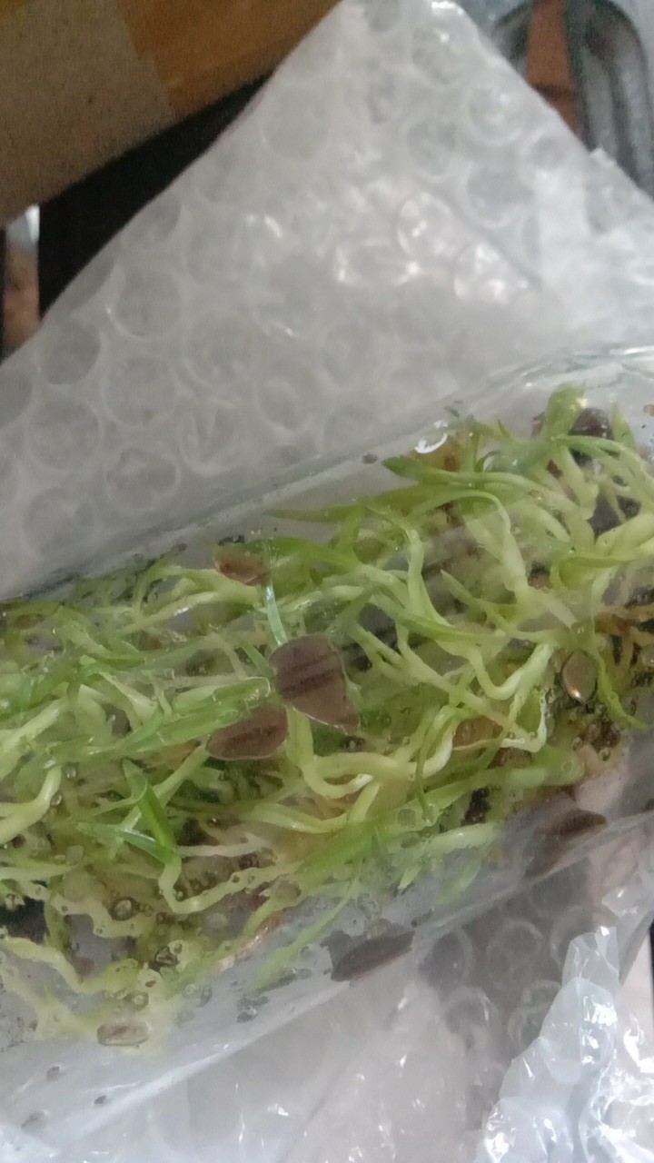 Tanaman Anggrek Botol Tebu Isi 30