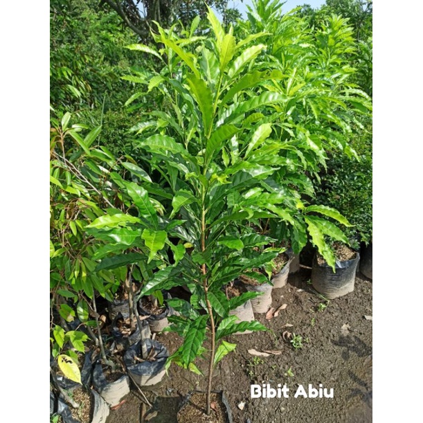 Bibit ABIU - Sawo Australia